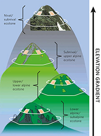 Four summits of different elevations represent a target region. The white lines
                           indicate the lower boundaries of the 5-m and the 10-m summit area, respectively; for explanations see chapter 3.1.