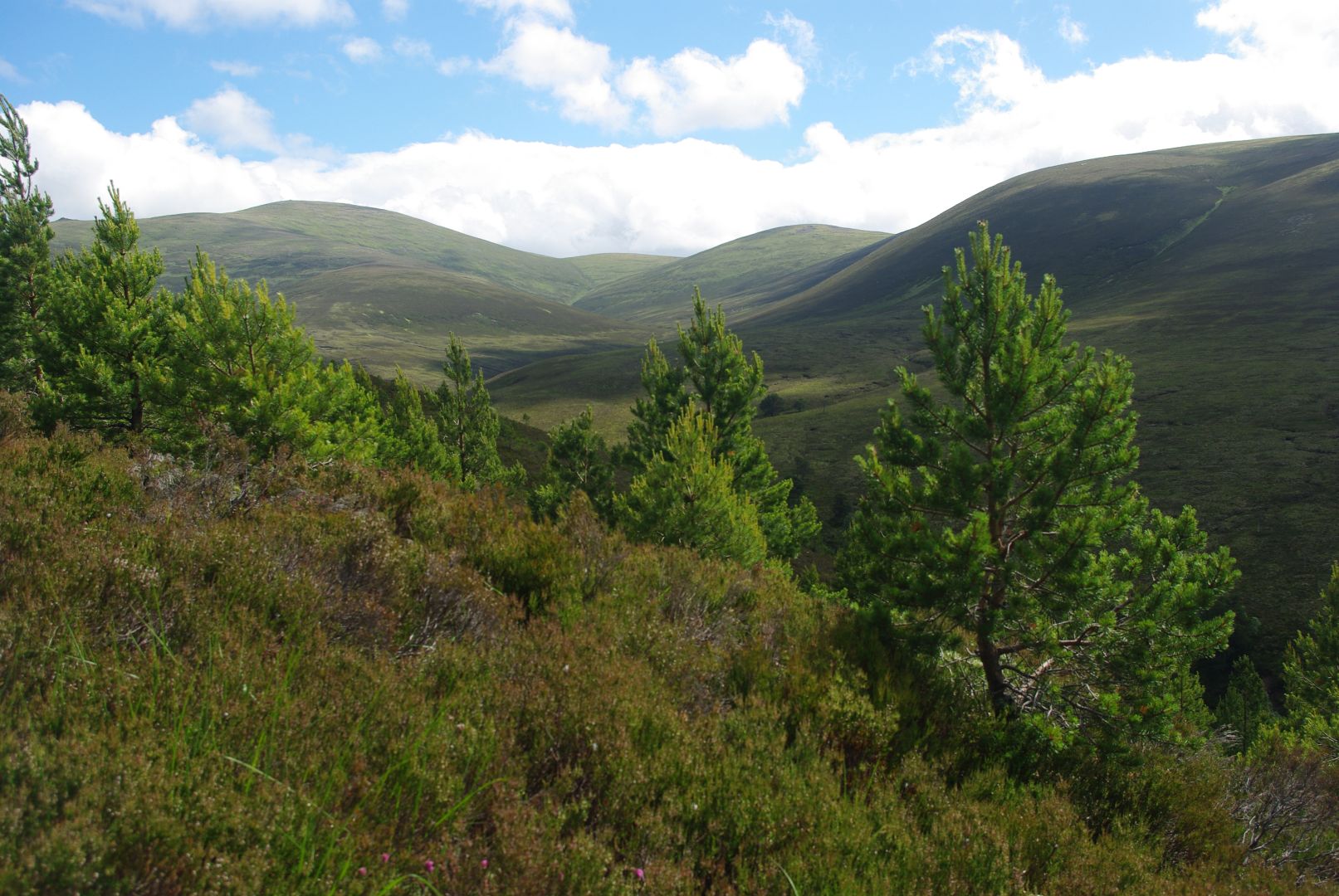 UK-CAI,
                                     Environmental Change Network Cairngorms (LTER)                                                                             