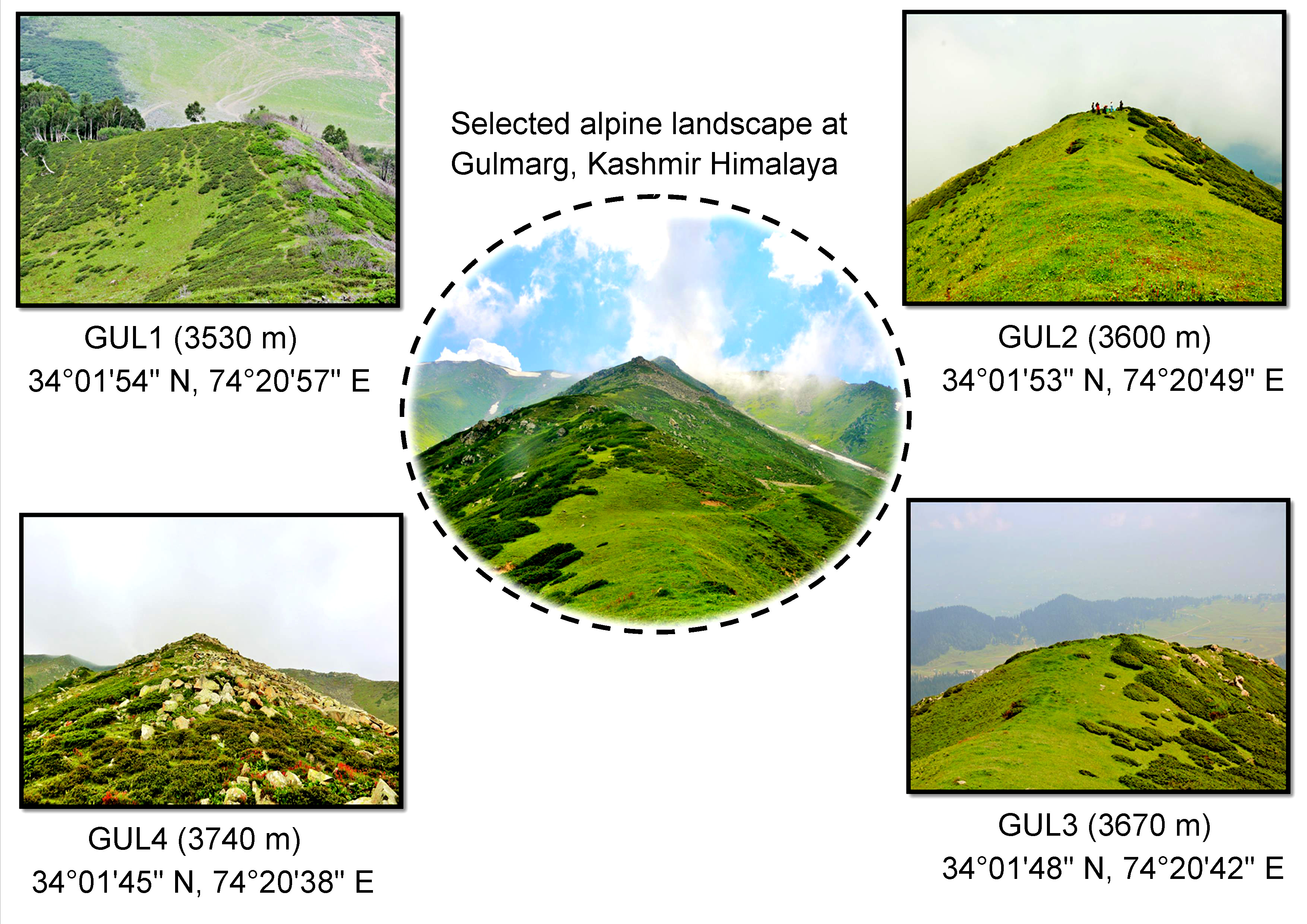 IN-KAS,
                                     A panoramic view of the selected alpine summits at Gulmarg, Kashmir Himalaya. The summits are designated as: Gulmarg1 (GUL1, elevation–3530 m), Gulmarg2 (GUL2, elevation–3600 m), Gulmarg3 (GUL3, elevation–3670 m), Gulmarg4 (GUL4, elevation–3740 m).                                                                             